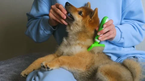 The puppy biting and doing not let himself be combing Stock-Footage 268420098