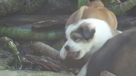 Puppy biting plant stem Stock Footage 77317314