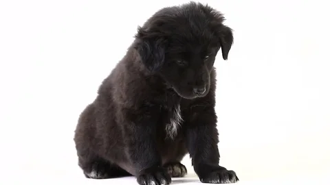 Puppy black isolated on a white screen Stock Footage 80255164