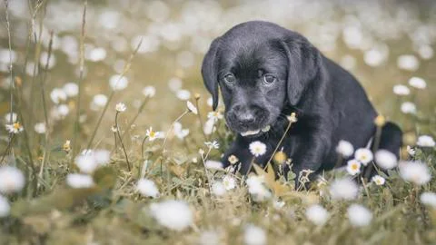 Puppy black labrador retriever  and the daisies Stock Photos