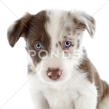 Puppy border collie Stock Photos