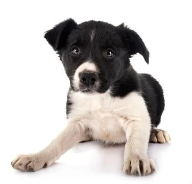 Puppy border collie Stock Photos