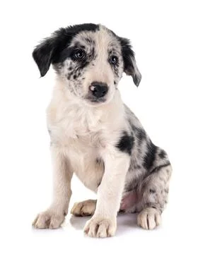 Puppy border collie Stock Photos