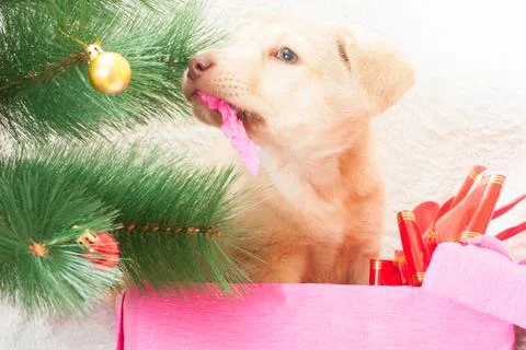 Puppy  box breaks Stock Photos