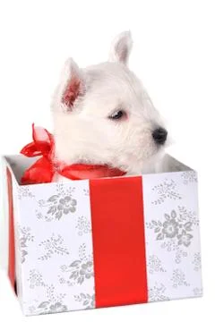 Puppy in box Stock Photos