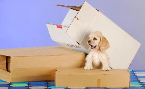 Puppy with boxes Stock Photos