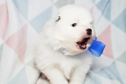 Puppy boy on a light geometric background Stock Photos