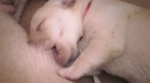 Puppy breast feeding Stock Footage 45777947