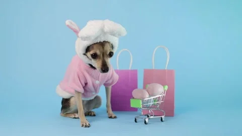 Puppy in a bunny costume posing for an Easter greeting, decorative shopping.. Video stock 331791093