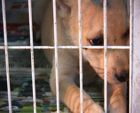 Puppy Caged Stock Footage 118422