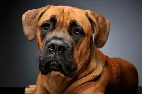 Puppy Cane Corso in gray background photo studio Stock Photos