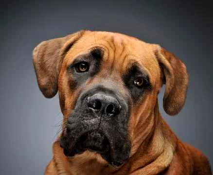 Puppy Cane Corso in gray background photo studio Stock Photos