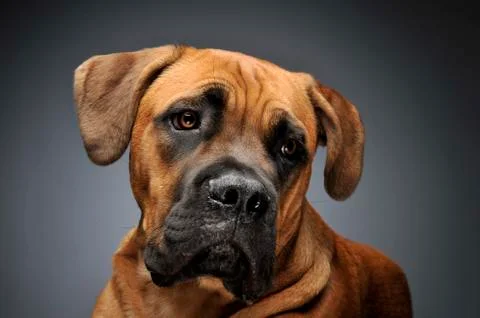 Puppy Cane Corso in gray background photo studio Stock Photos