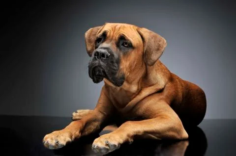 Puppy Cane Corso in gray background photo studio Stock Photos