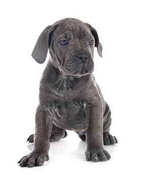 Puppy cane corso Stock Photos