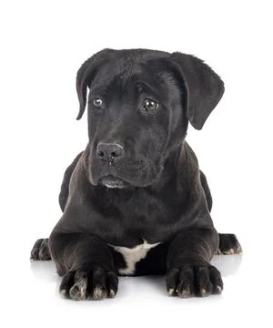 Puppy cane corso Stock Photos