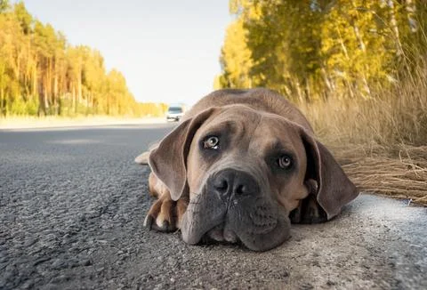 Puppy cane corso Stock Photos