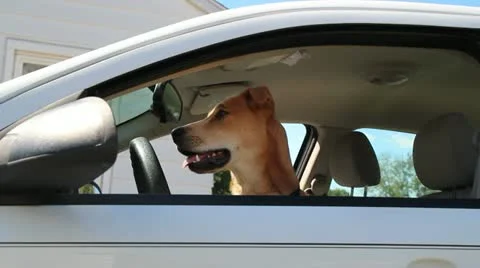 Puppy in a car 動画素材 12009170