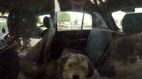 Puppy in the car Stock Footage 67612645