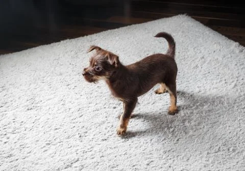 Puppy on the carpet Foto stock