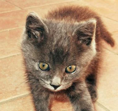 Puppy cat Foto stock