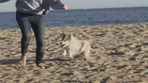 Puppy Chasing Owner Vídeo Stock 84899985