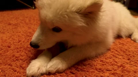 The puppy is chewing on a bone. Stock Footage 194050357