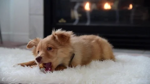 Puppy Is Chewing A Bone In Front Of A Fireplace Stock Footage 73721041