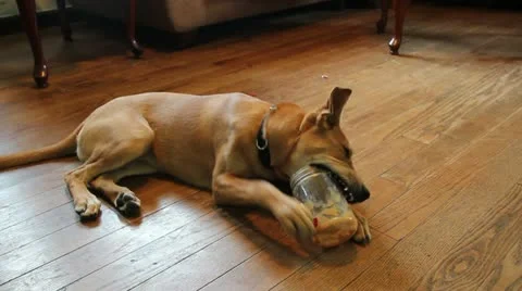 Puppy Chewing 動画素材 11685131