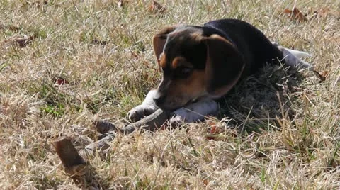 Puppy Chewing on Stick Stock Footage 21361277