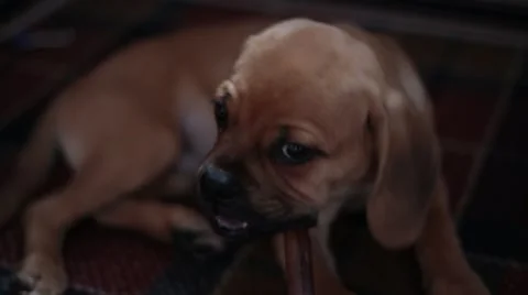 Puppy Chewing on Stick Stock Footage 58601351