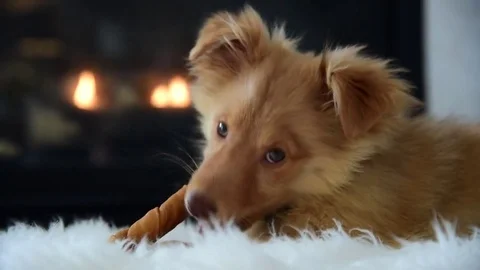 Puppy Chews Bone In Front Of Fireplace Stock Footage 73721050