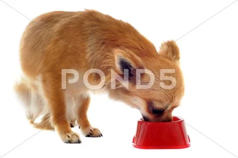 Puppy chihuahua and food bowl Stock Photos