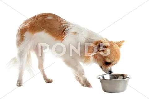Puppy chihuahua and food bowl Stock Photos