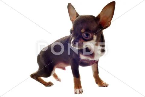 Puppy chihuahua Stock Photos