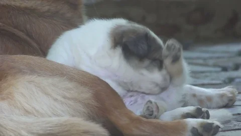 Puppy cleaning itself Stock Footage 77316378