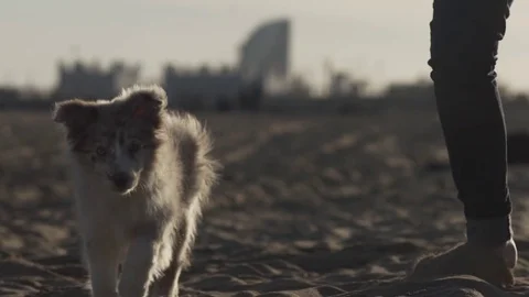 Puppy Closeup Walking on Sand 動画素材 84900548