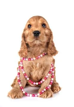 Puppy cocker spaniel Stock Photos