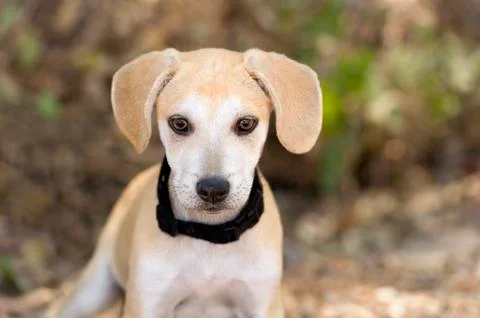 Puppy Cute Stock Photos