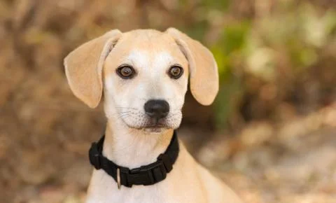Puppy Cute Stock Photos