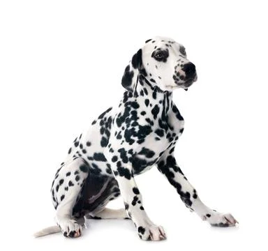 Puppy dalmatian in studio Stock Photos