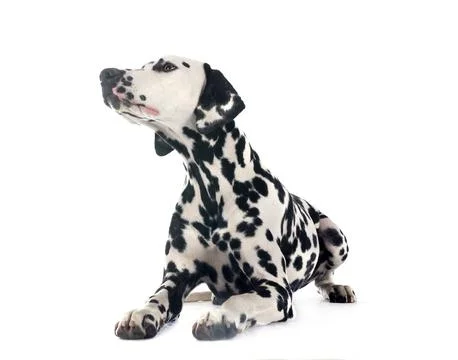 Puppy dalmatian in studio Stock Photos