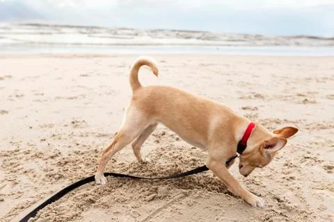 Puppy digging at the beach Stock Photos