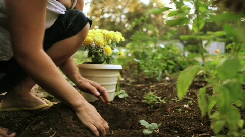 Puppy digging in garden Stock Footage 625864