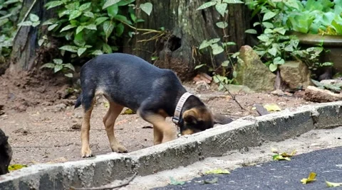 Puppy digging ground Stock Footage 53488050