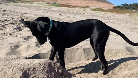 Puppy digging a hole at the beach Stock Footage 132375555