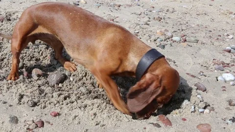 Puppy is digging a pit in the sand Stock Footage 72656696