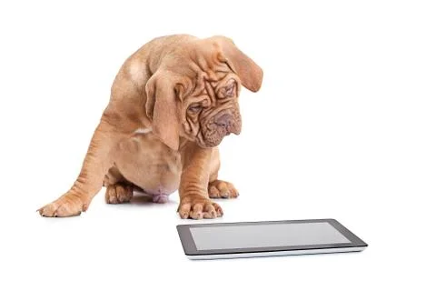 Puppy with digital tablet computer Foto stock