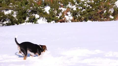 Puppy Digs in Snow Stock Footage 21845537