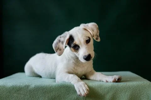 Puppy with a distinctive patch over one eye Stock Photos